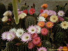 Echinopsis Hybriden Ansicht